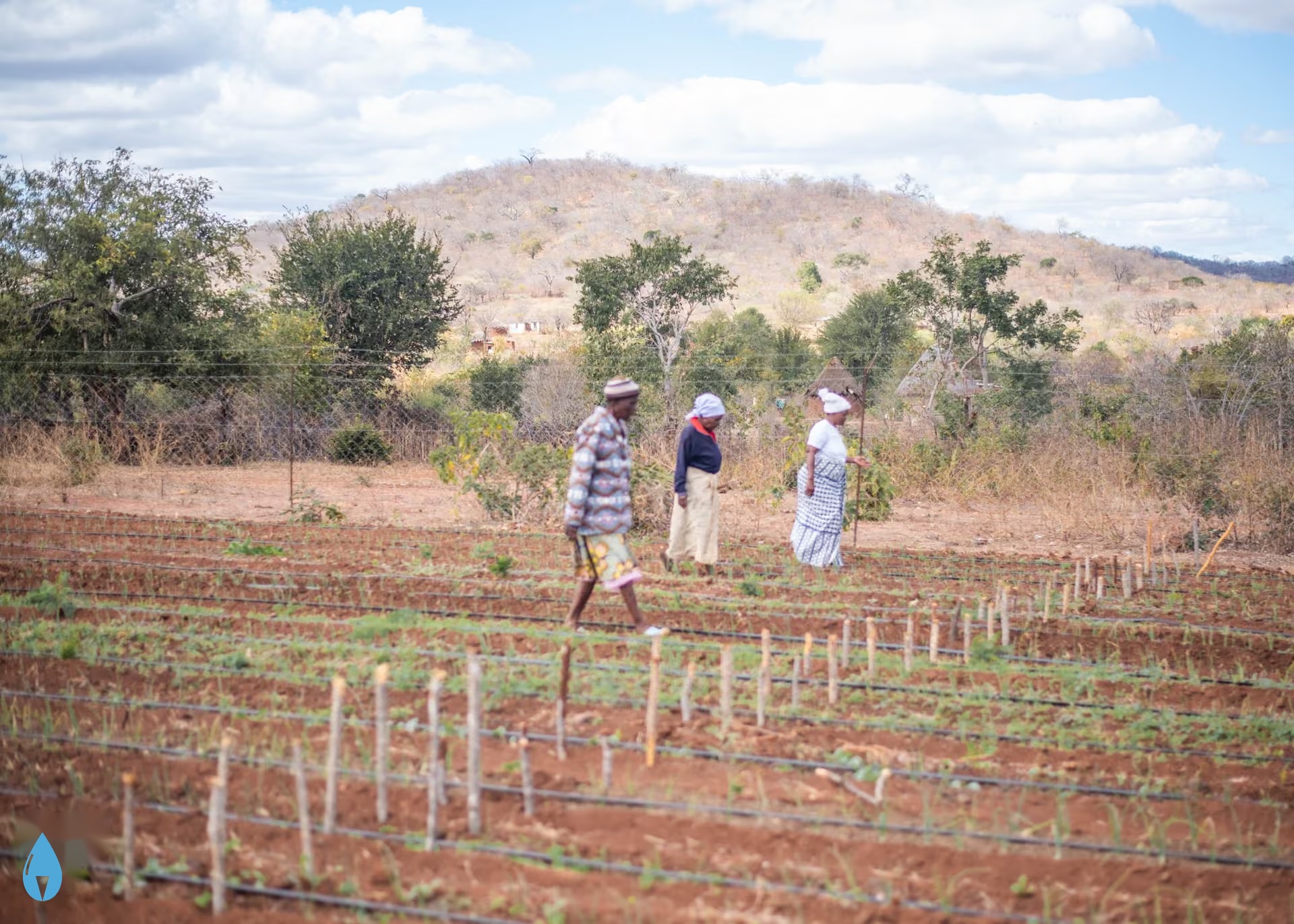 Farm workers with borehole drip irrigation